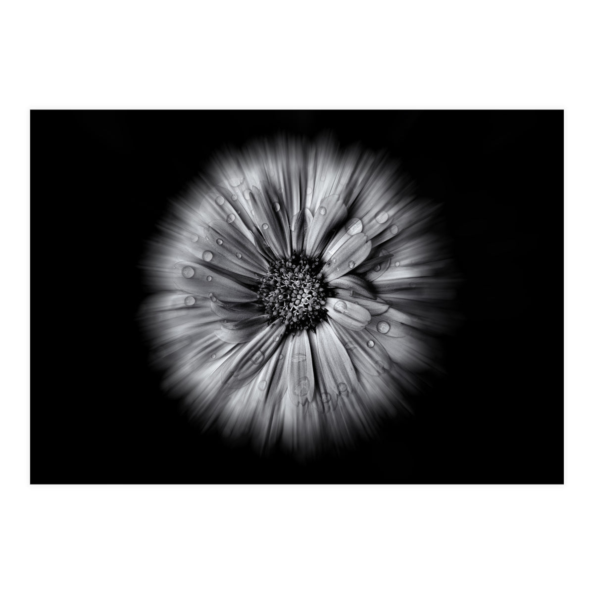 Backyard Flowers In Black And White No 10 Flow Version (Print Only)