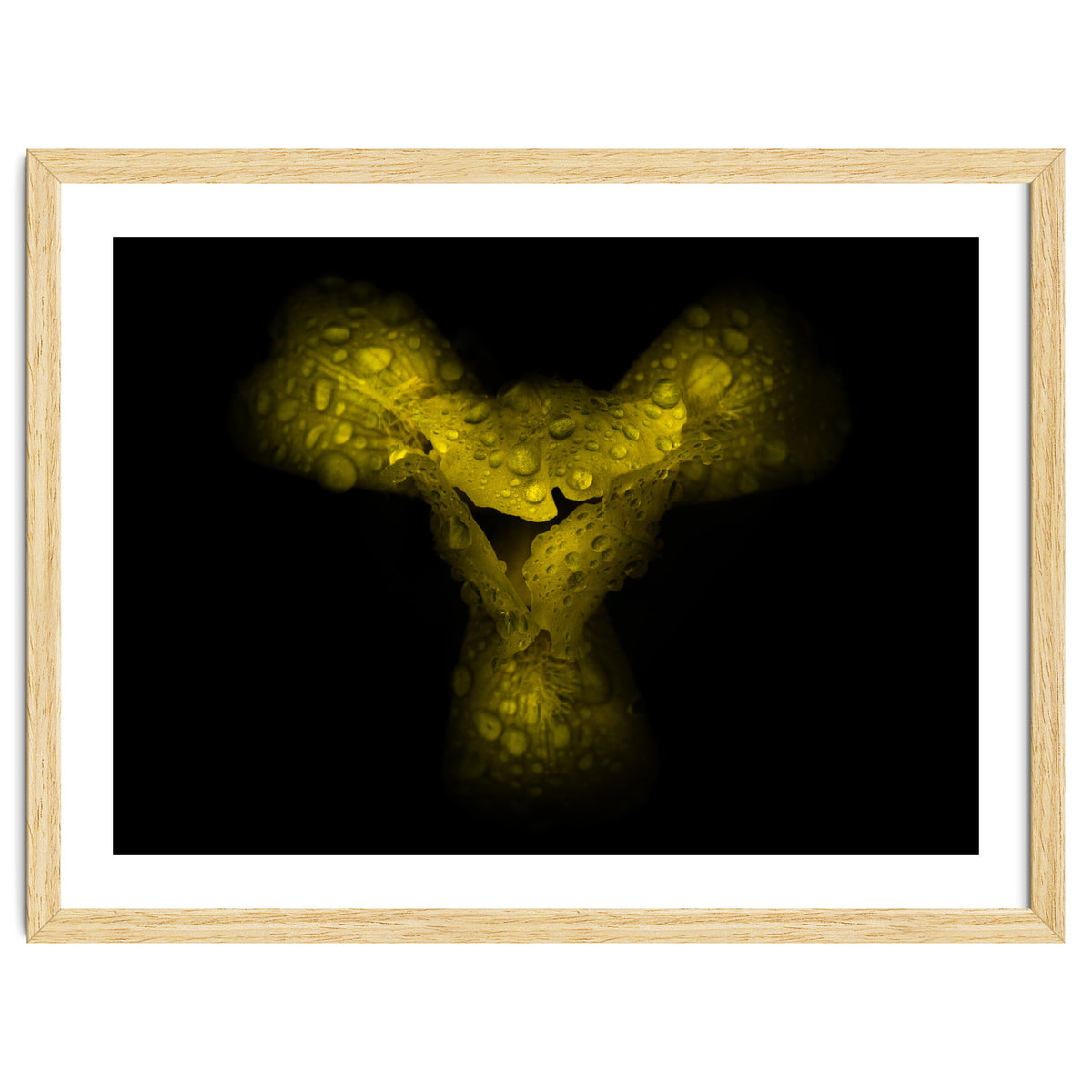 Backyard Flowers No 70 Color Version