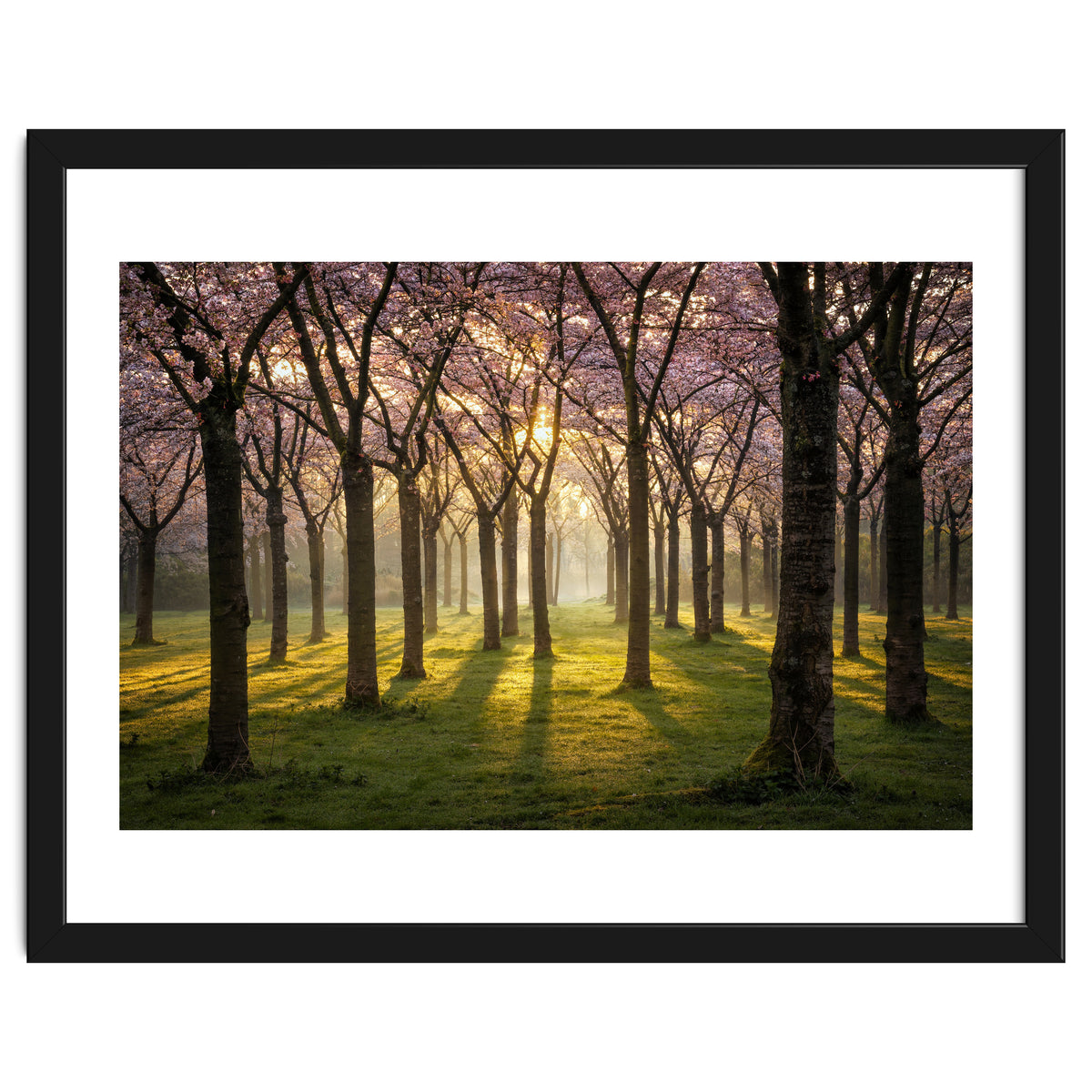 Blooming cherry trees in soft morning light