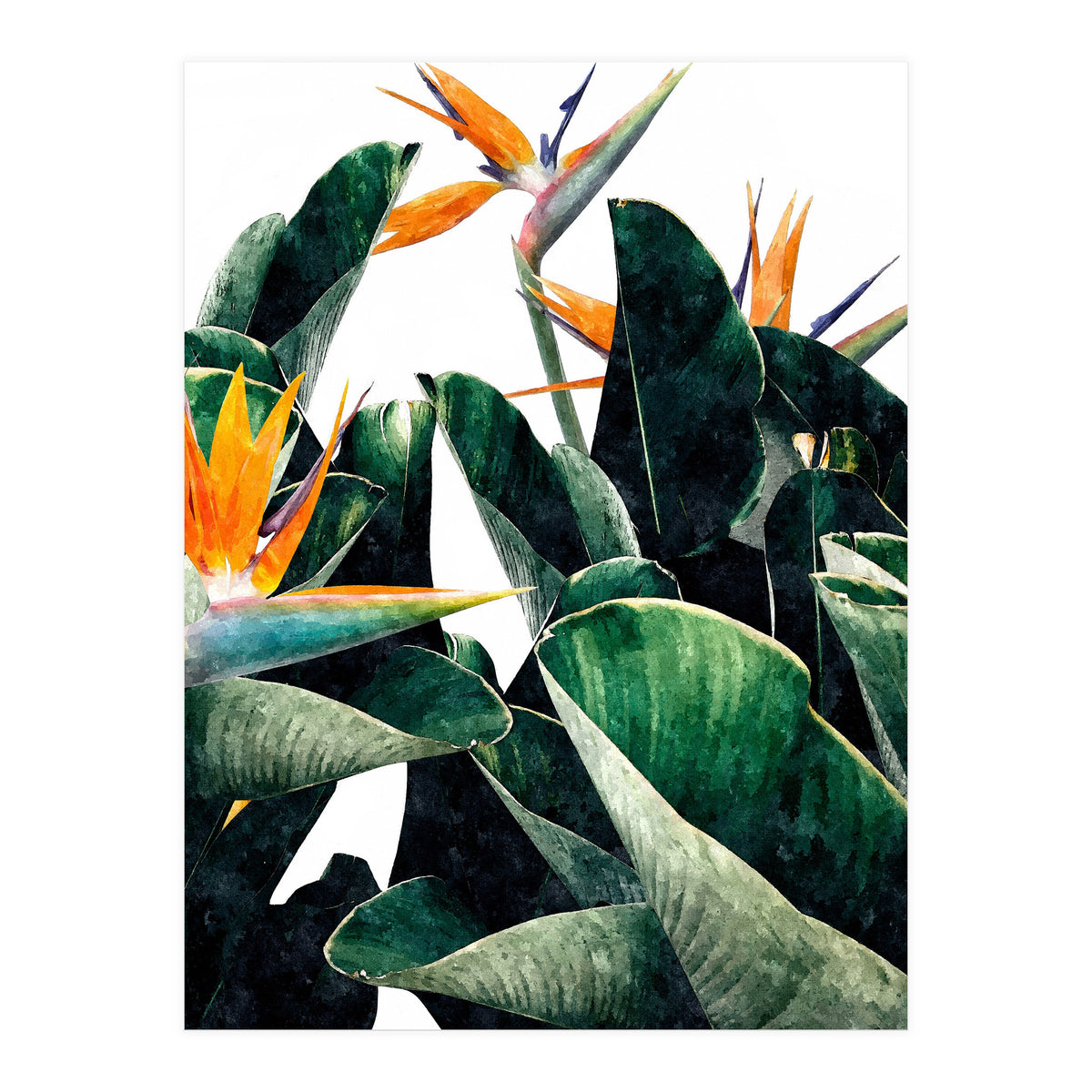 Paradise Bird, Nature Botanical Plant Floral, Tropical Garden Watercolor Painting (Print Only)
