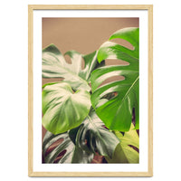 Monstera Mix