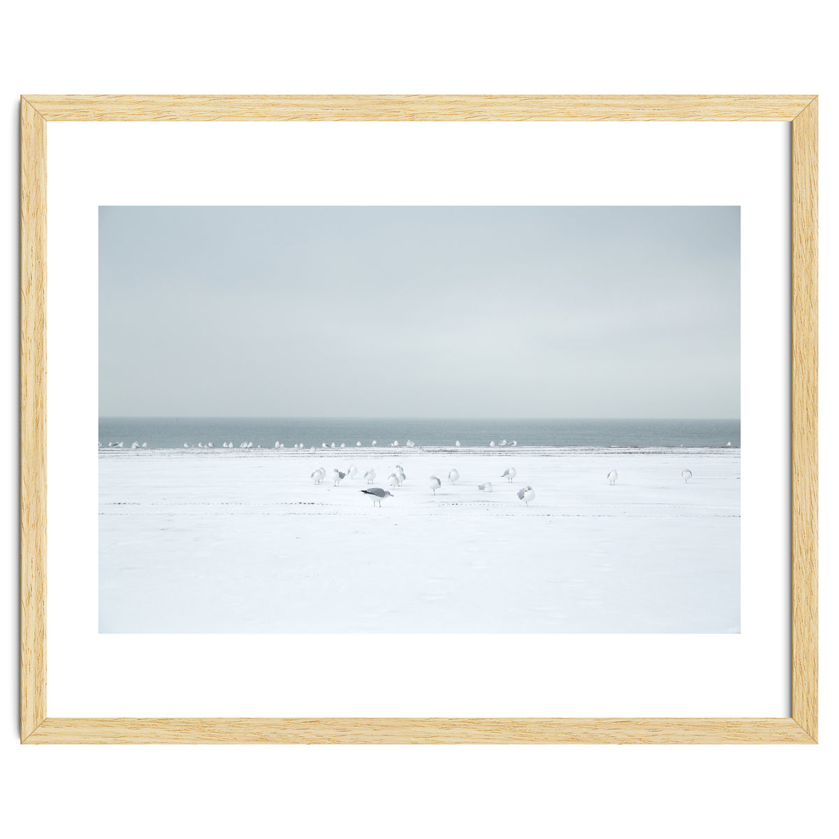 Seagulls in the Snow beach