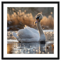 Majestic Swan On Calm Water During Sunset Nature Scene