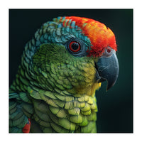 Close Up Colorful Parrot Bird Feather (Print Only)
