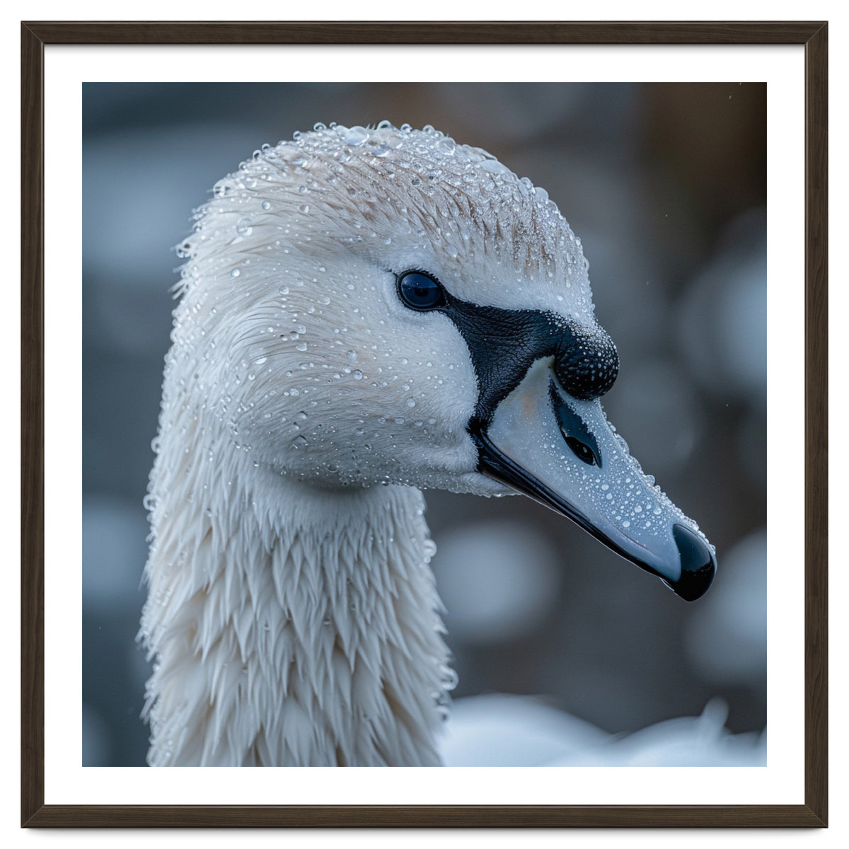 Close Up Of A Swan Head Covered In Water Droplets