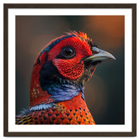 Close Up Pheasant Bird