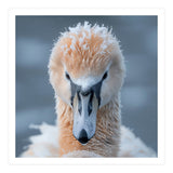 Majestic Swan Covered In Frost And Snow (Print Only) thumbnail