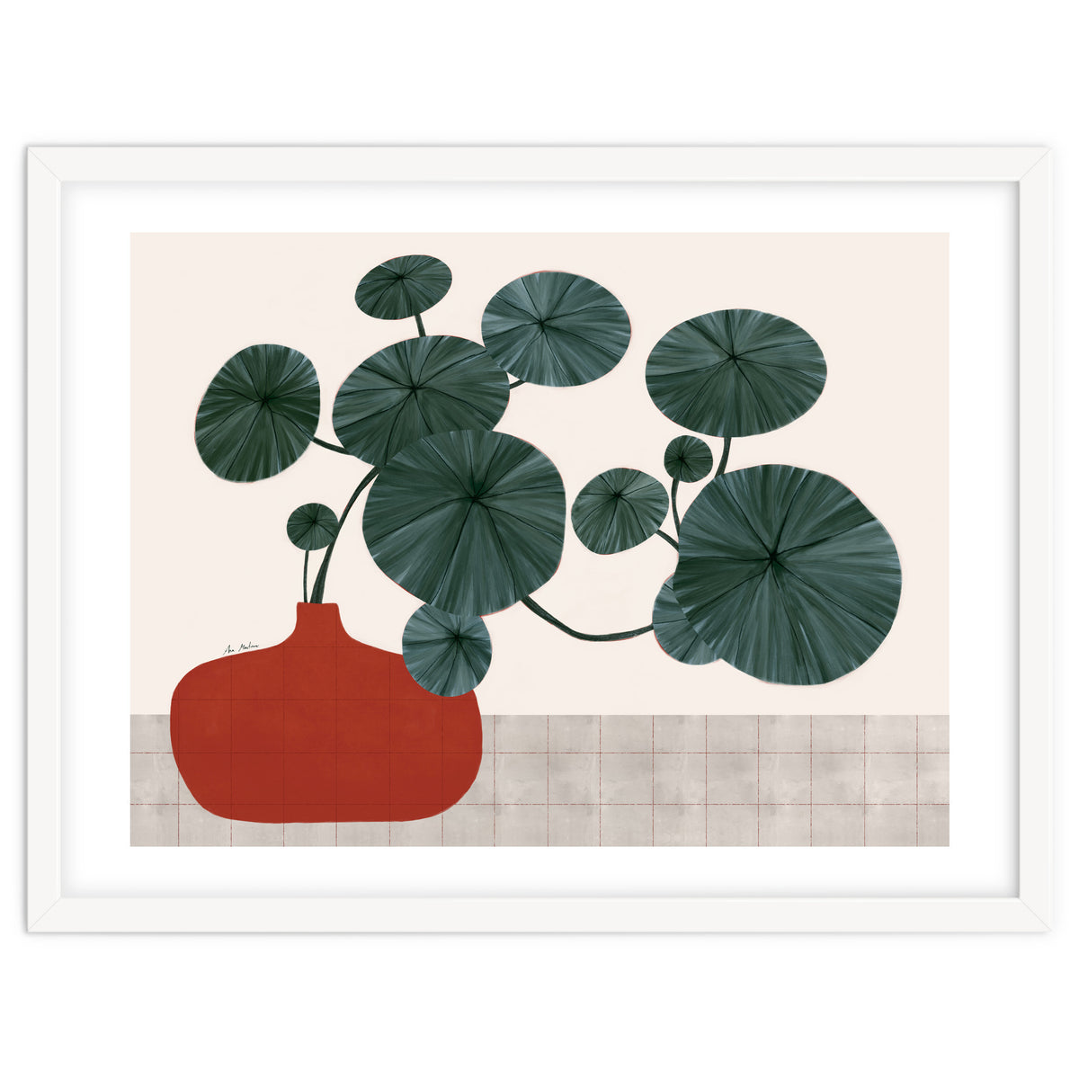 Stephonia Erecta plant