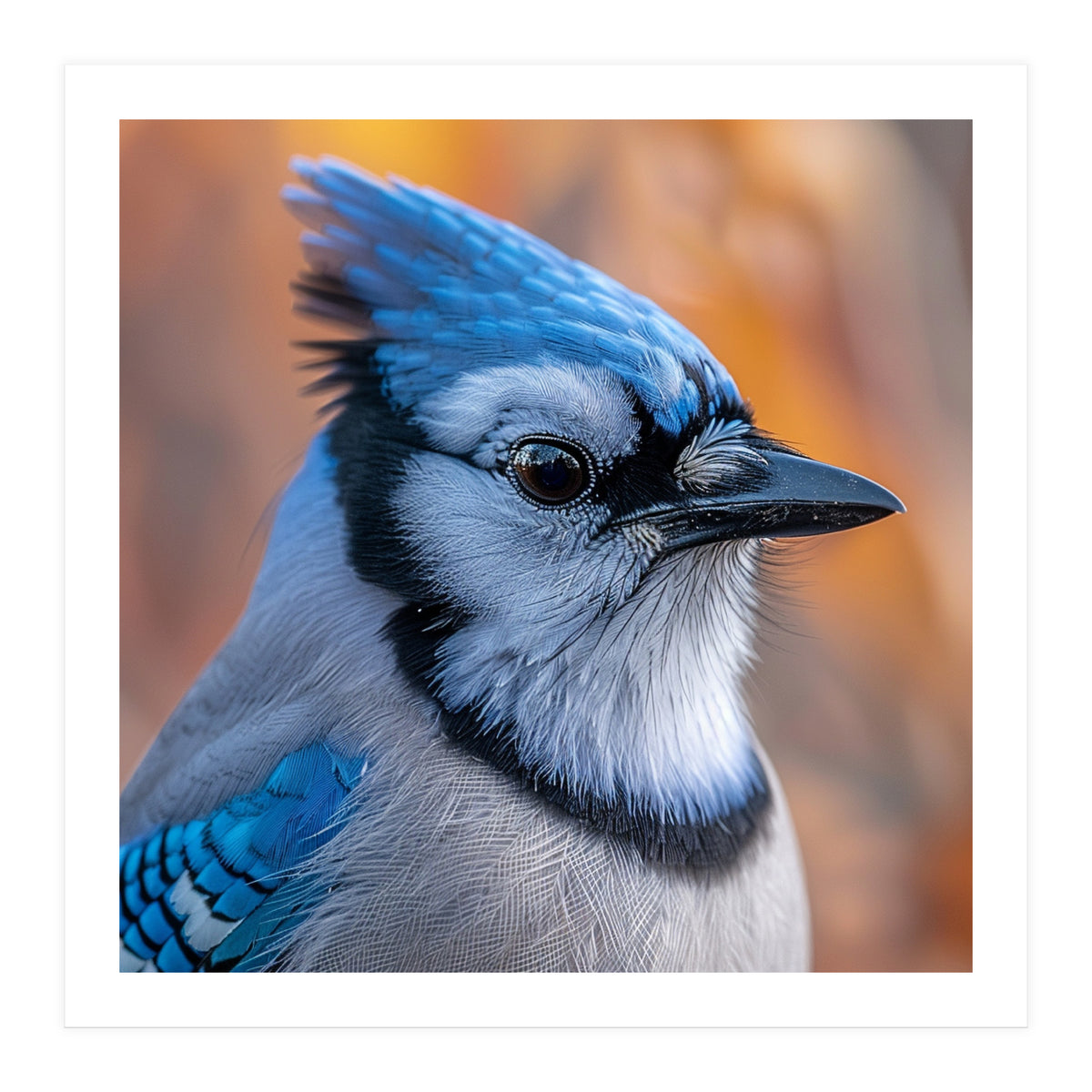 Blue Jay Bird Close Up Detailed Portrait (Print Only)