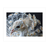 Close Up Albino Peacock Bird Portrait (Print Only) thumbnail