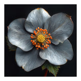 Hellebore | Silver Magic (Print Only) thumbnail