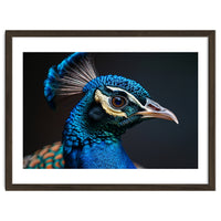 Close Up Peacock Head Blue Green Feather