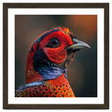 Close Up Pheasant Bird thumbnail