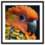 Close Up Of A Sun Conure Parrot's Head thumbnail