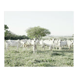 LIVING TOGETHER - WHITE COWS FAMILY (Print Only) thumbnail