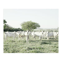 LIVING TOGETHER - WHITE COWS FAMILY (Print Only)