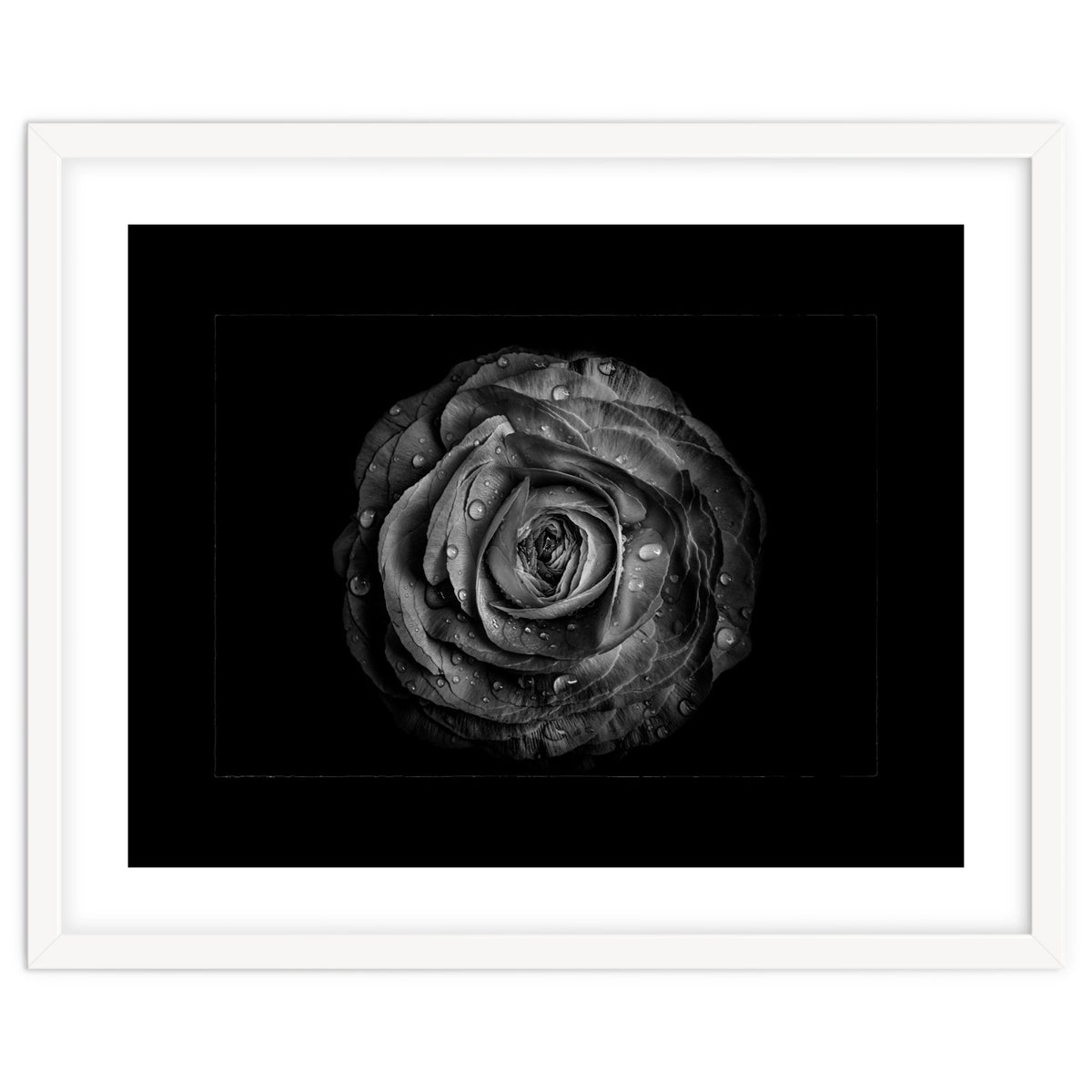 Backyard Flowers In Black And White No 72 with Border