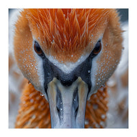 Close Up Of A Pelican's Beak With Water Droplets (Print Only)