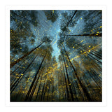 Enchanted Night Forest with Glowing Fireflies (Print Only) thumbnail