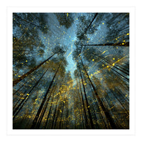 Enchanted Night Forest with Glowing Fireflies (Print Only)