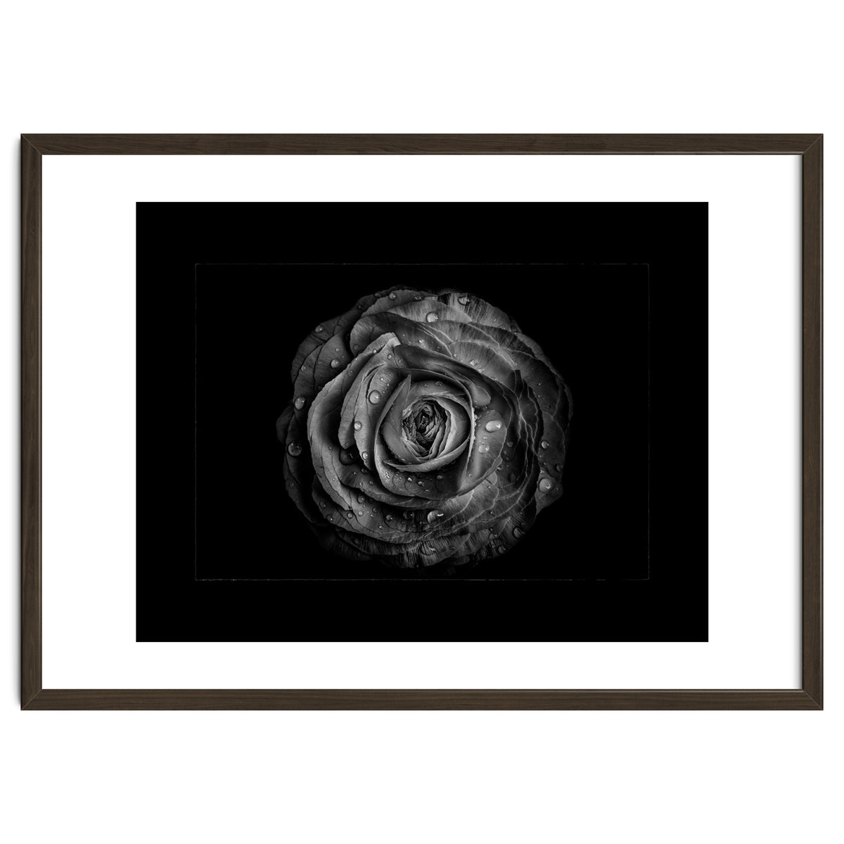 Backyard Flowers In Black And White No 72 with Border