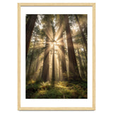 Ethereal Redwood Sanctuary: Sunbeams in the Ancient Forest thumbnail