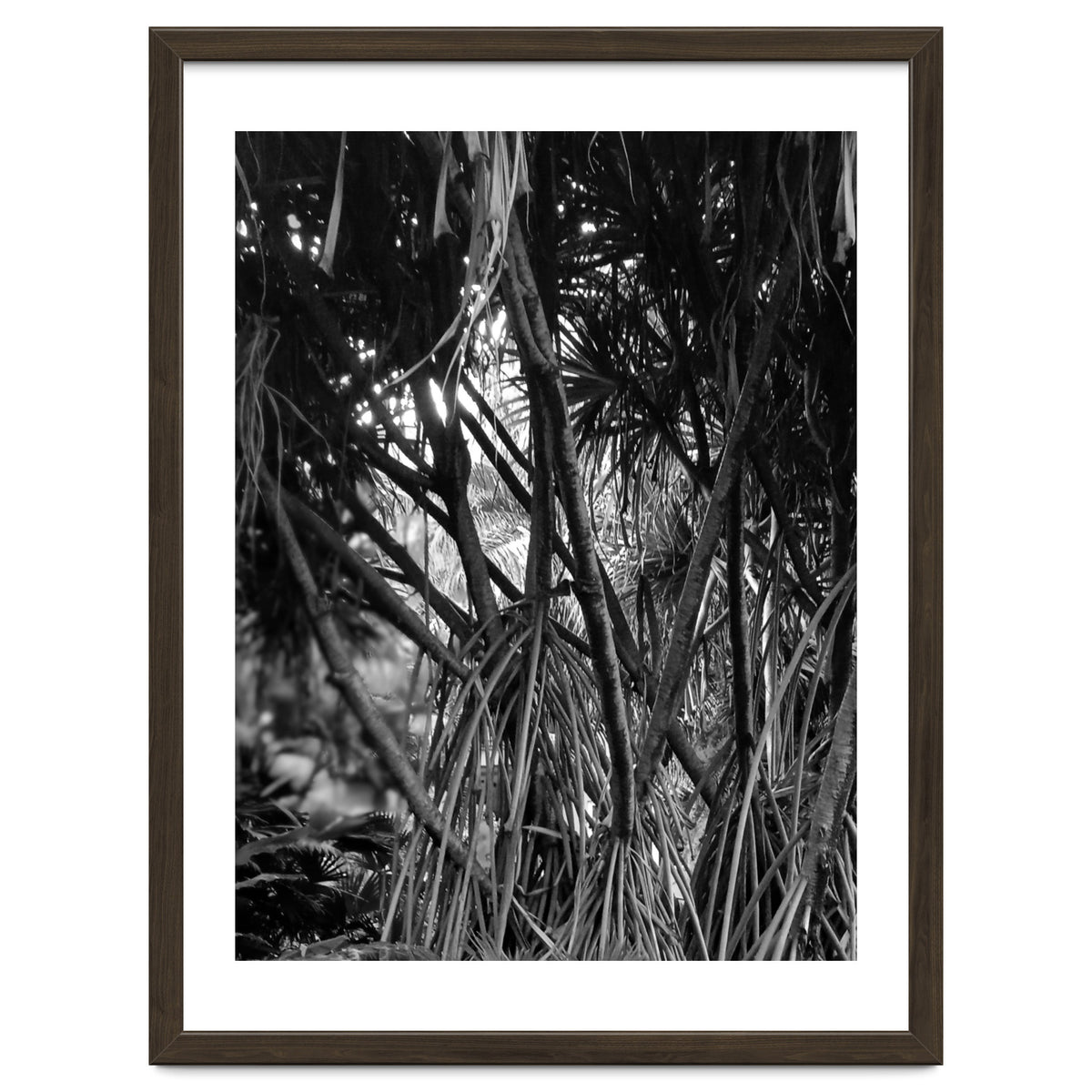 Black Tectorius Plant Art