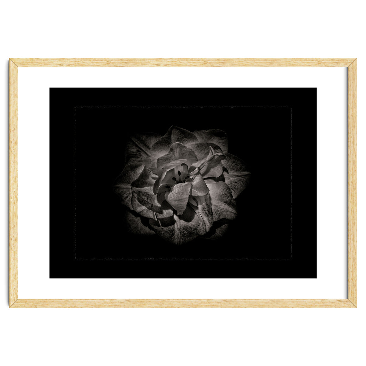 Backyard Flowers In Black And White No 81 with Border