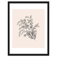 Acacia Botanical illustration