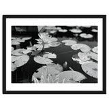 Lotus Pond | Black & White Landscape thumbnail