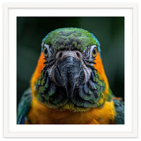 Blue And Gold Macaw Face Focused Portrait