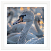 Majestic Swan Close Up With Water Droplets