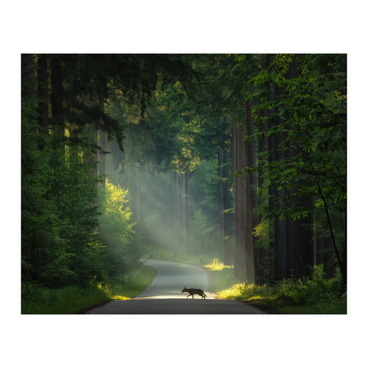 Wolf in the Netherlands (Print Only)