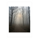 Ethereal Morning Light Breaking Through Dense Forest Fog (Print Only) thumbnail