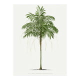 Oswald de Kerchove de Denterghem – Vintage Palm Tree Illustration (1878) (Print Only) thumbnail