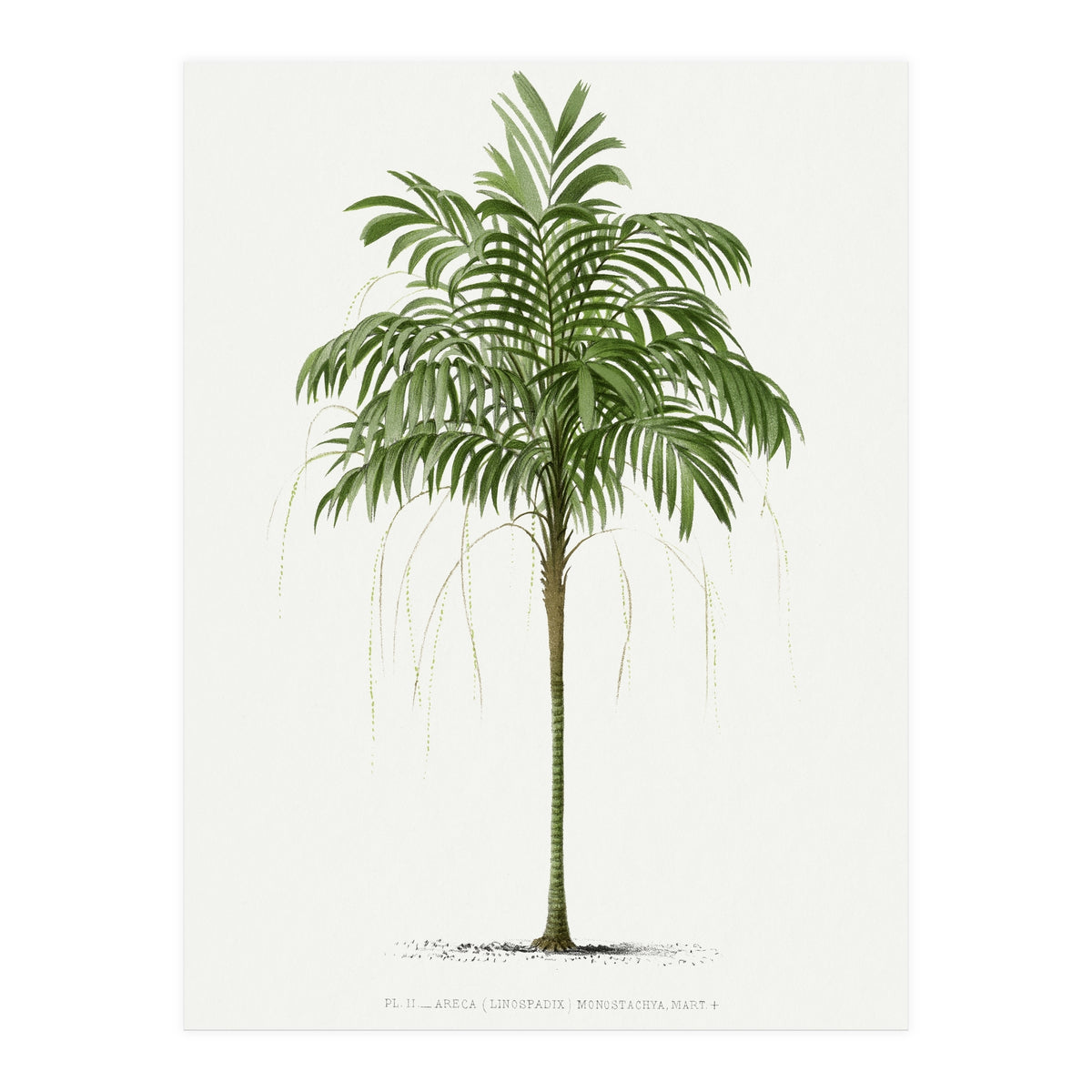 Oswald de Kerchove de Denterghem – Vintage Palm Tree Illustration (1878) (Print Only)