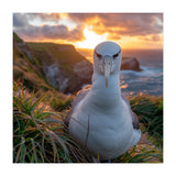 Albatross Bird On Grassy Cliff At Sunset (Print Only) thumbnail
