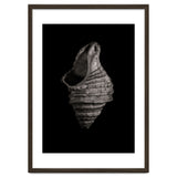 Shells No 2 thumbnail
