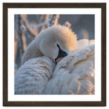 Close Up Of A Swan Covered In Frost And Dew thumbnail