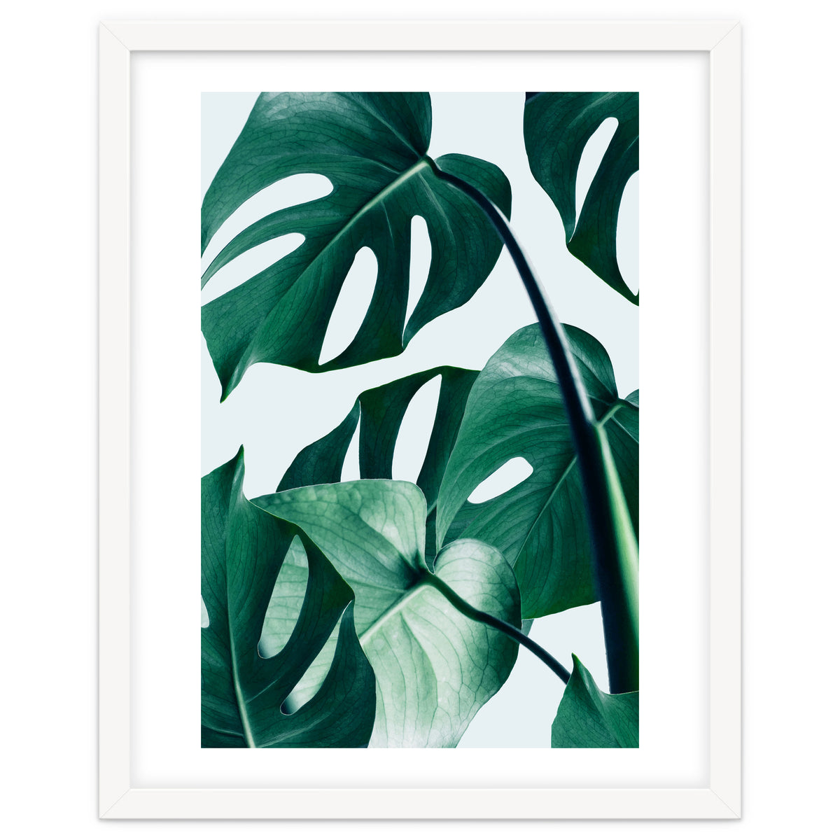 Monstera Tropical Photography Digital Art, Minimal Nature Jungle Botanical Leaves