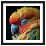 Close Up Of A Sleeping Sun Conure Parrot thumbnail