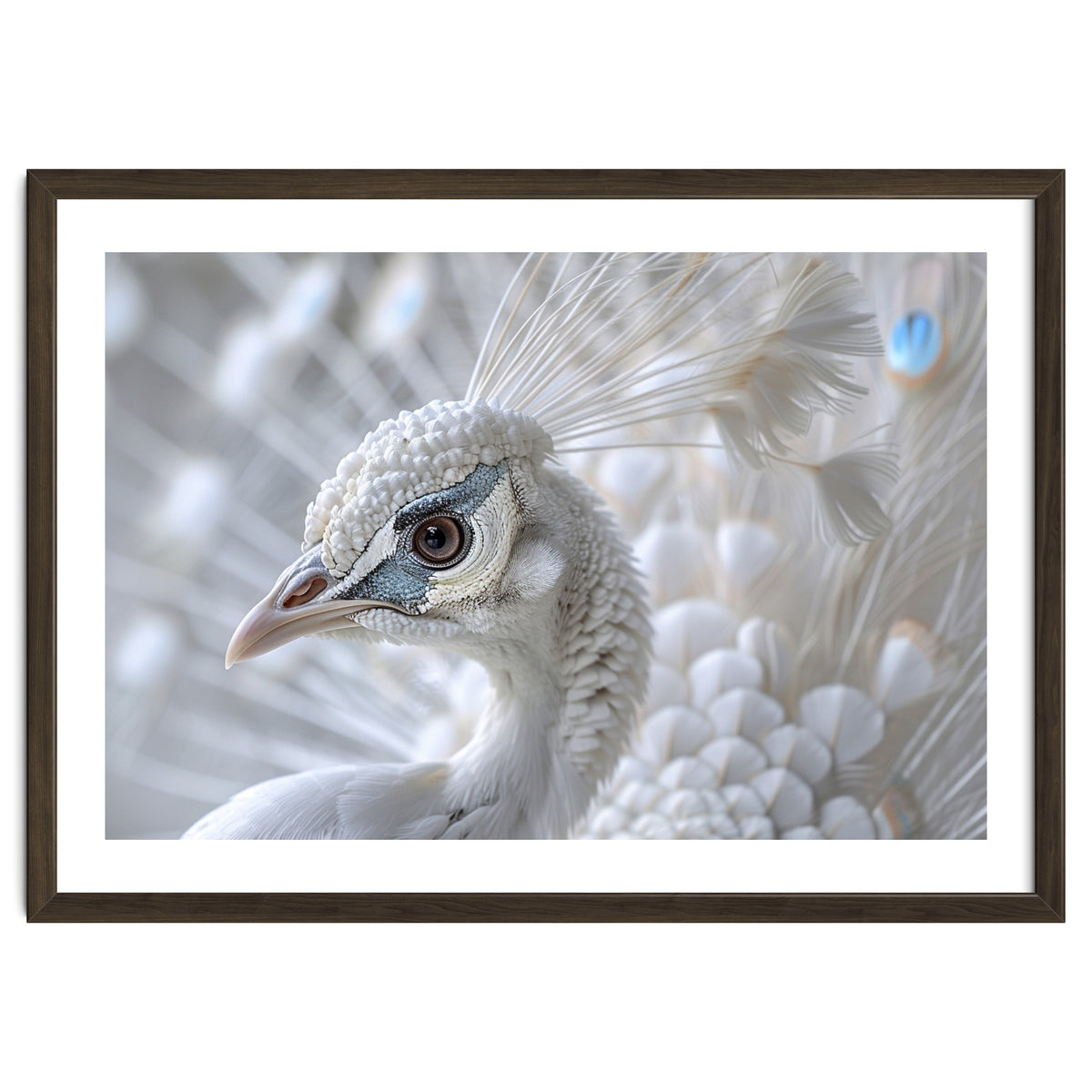 Close-up of a White Peacock