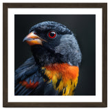 Black Bird With Red Eyes And Orange Chest Feathers thumbnail