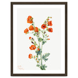 Mary Vaux Walcott – Scarlet Globe Mallow (Sphaeralcea grossulariaefolia) (1927) thumbnail