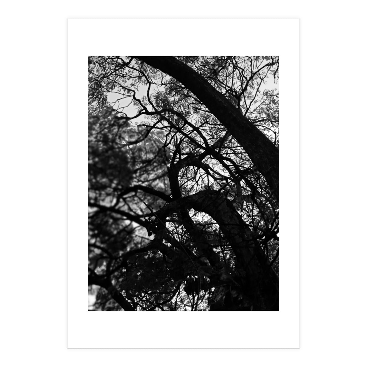 Tree Black Silhouette (Print Only)