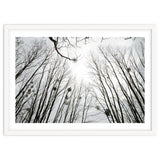 Bare trees in the winter sky thumbnail