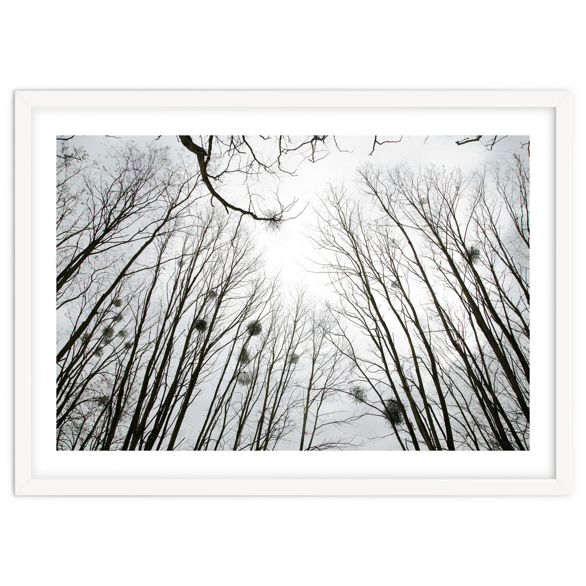 Bare trees in the winter sky