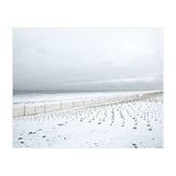 Winter grass in snow beach (Print Only) thumbnail