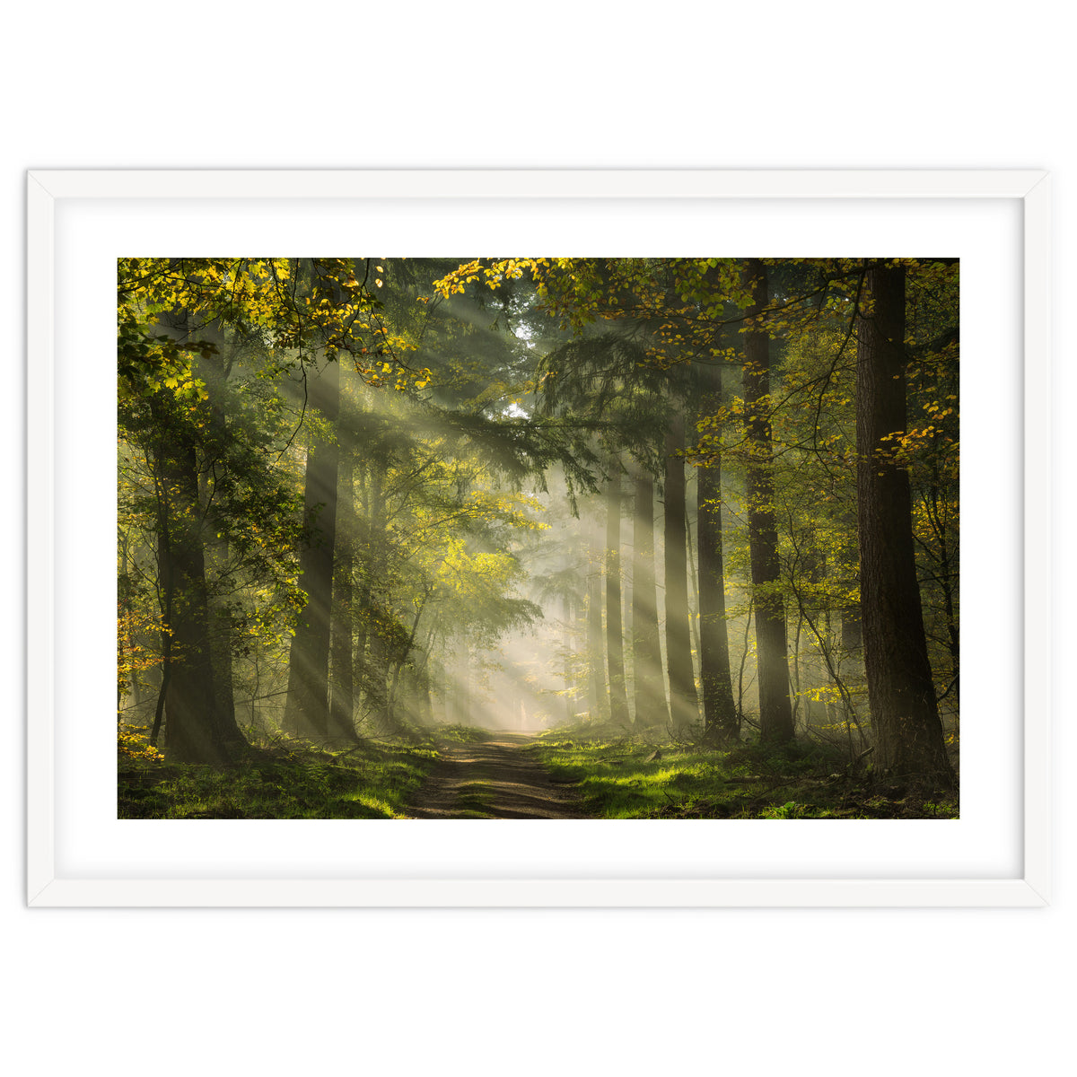 Sunrays in a Dutch forest
