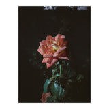 Romantic (Print Only) thumbnail